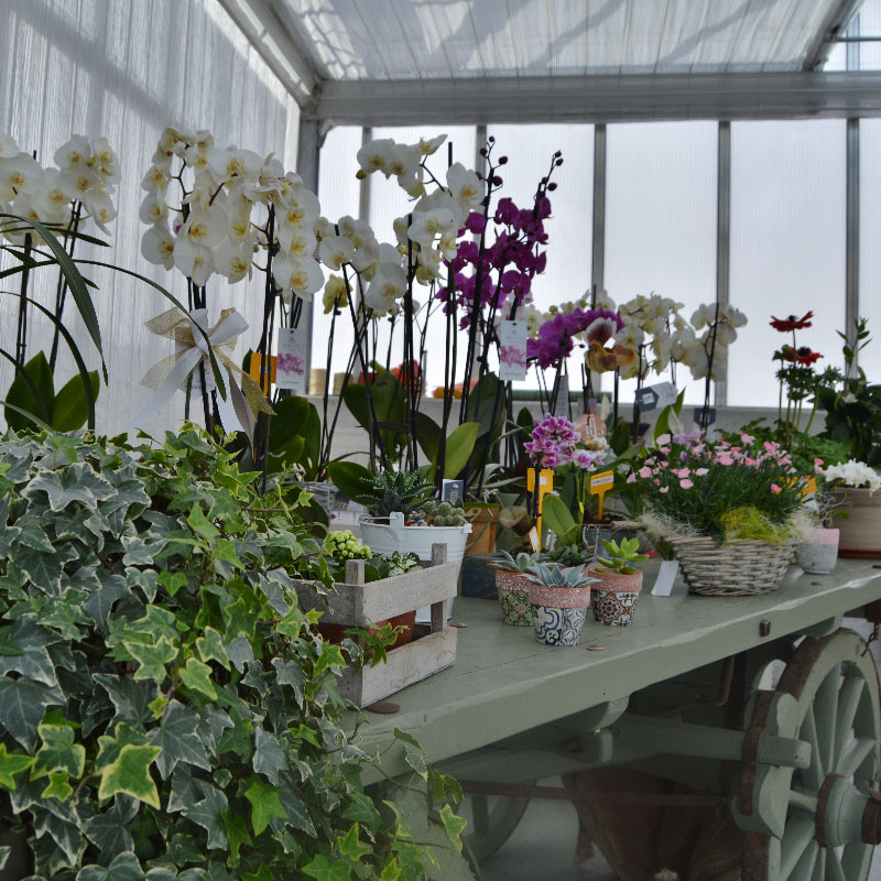 floricoltura-bruschi-varese-vivaio-orchidea Floricoltura Bruschi - Orchidee - credits Arianna Livietti